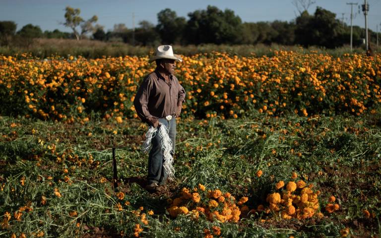 Cempasúchil mexicana y china: cómo diferenciarla y comprar nacional - El  Sol de la Laguna | Noticias Locales, Policiacas, sobre México, Coahuila y  el Mundo