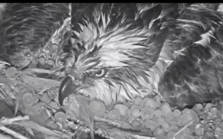 Video: Webcam capta a águila protegiendo crías durante tormenta - El Sol de  la Laguna | Noticias Locales, Policiacas, sobre México, Coahuila y el Mundo