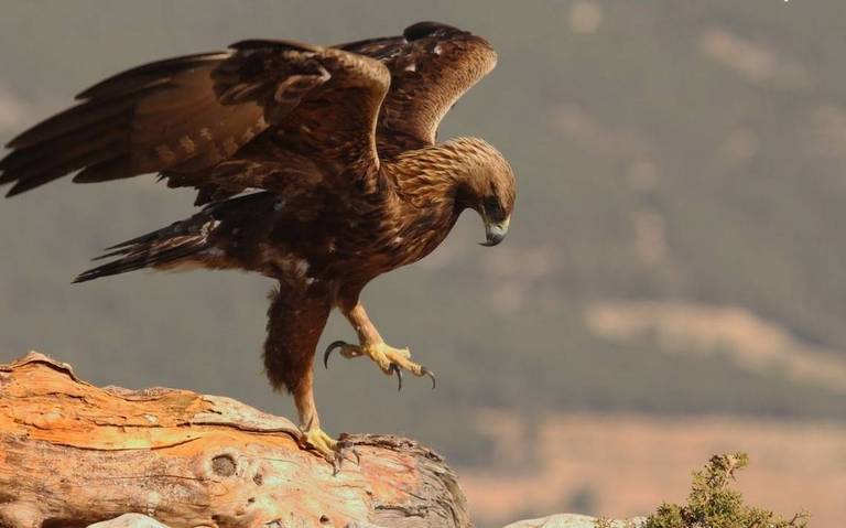 Video] El vuelo del Águila Real en Mapimí - El Sol de la Laguna | Noticias  Locales, Policiacas, sobre México, Coahuila y el Mundo