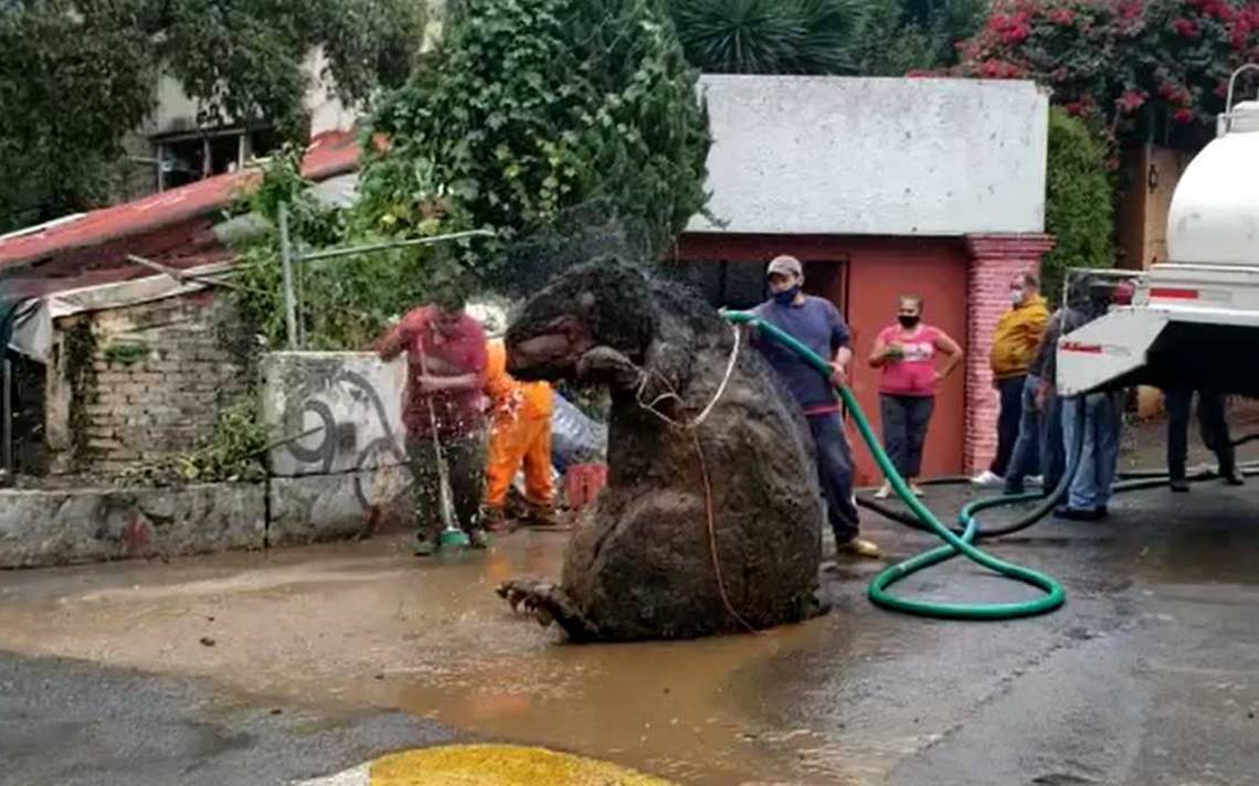 Descubren una rata gigante en drenaje de México y se hace viral en redes