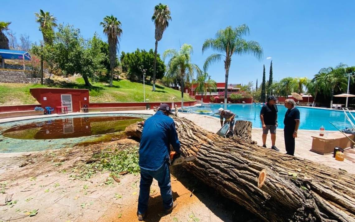 Cae árbol en alberca del Campestre de Gómez Palacio y lesiona a niños - El  Sol de la Laguna | Noticias Locales, Policiacas, sobre México, Coahuila y  el Mundo