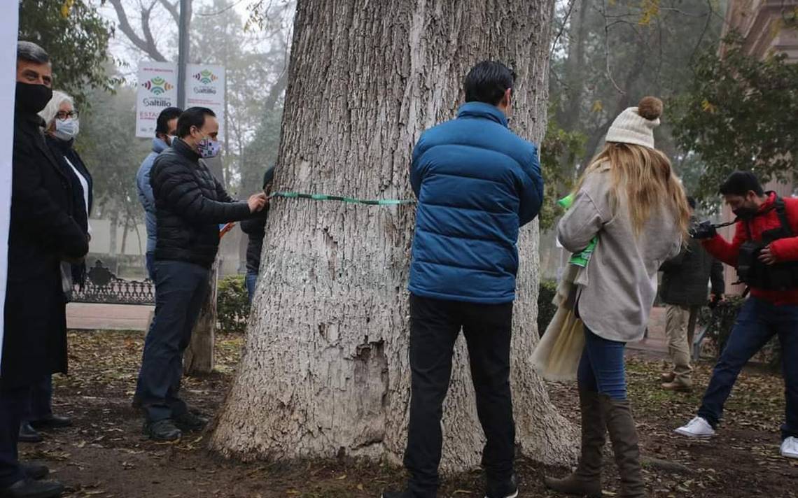 Inician con el censo de árboles en la ciudad de Saltillo - El Sol de la  Laguna | Noticias Locales, Policiacas, sobre México, Coahuila y el Mundo