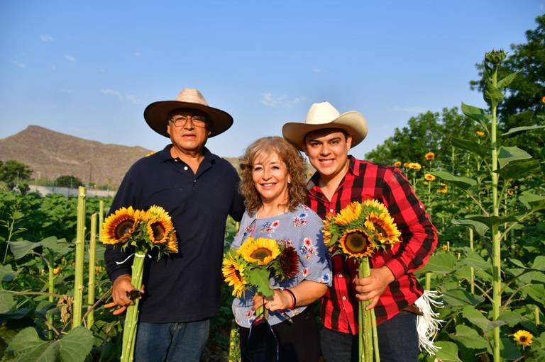 VIDEO] Girasoles visten de oro a la Comarca Lagunera - El Sol de la Laguna  | Noticias Locales, Policiacas, sobre México, Coahuila y el Mundo