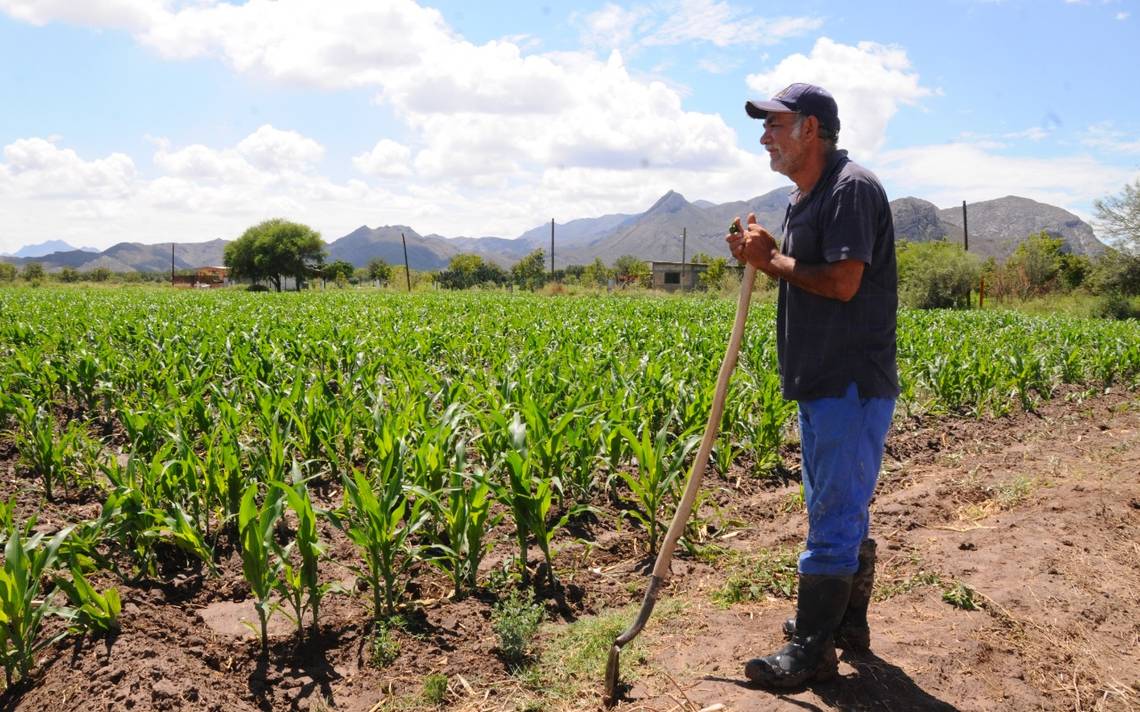 Afecta La Falta De Lluvia A La Producción De Maíz El Sol De La Laguna Noticias Locales