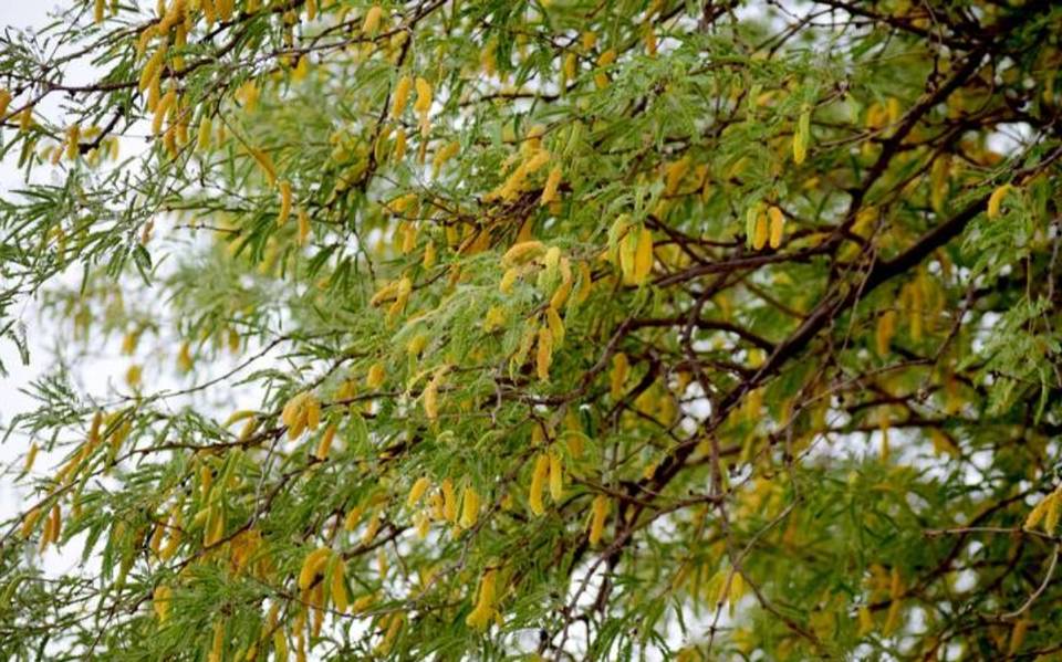 Mezquite, fresno y los otros 8 mejores árboles para plantar en La Laguna -  El Sol de la Laguna | Noticias Locales, Policiacas, sobre México, Coahuila  y el Mundo