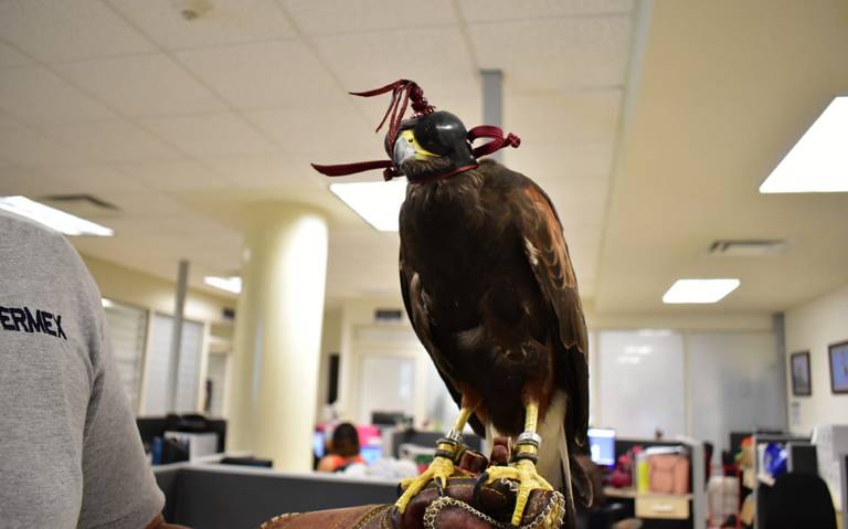 Proponen usar aves rapaces para controlar plagas de palomas en Torreón - El  Sol de la Laguna | Noticias Locales, Policiacas, sobre México, Coahuila y  el Mundo