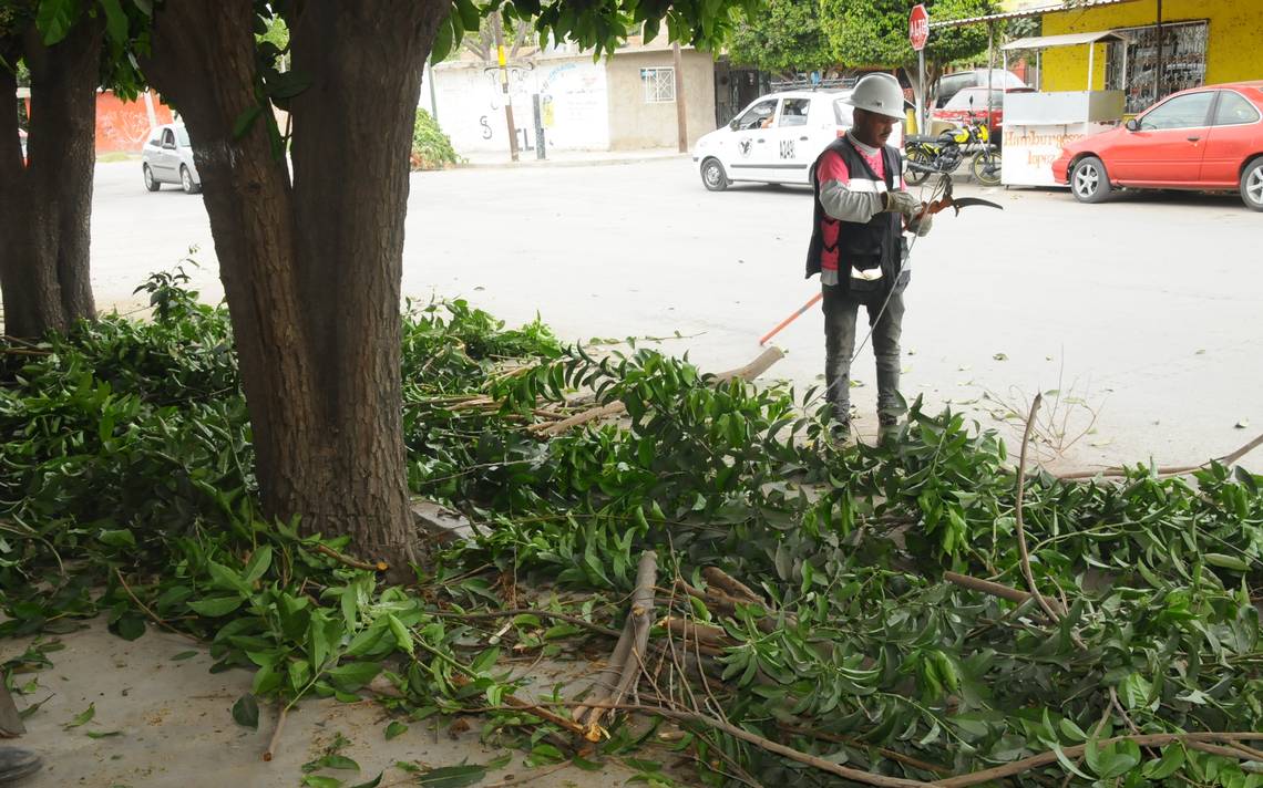 Permisos de poda de árboles bajo supervisión en Lerdo - El Sol de la Laguna  | Noticias Locales, Policiacas, sobre México, Coahuila y el Mundo