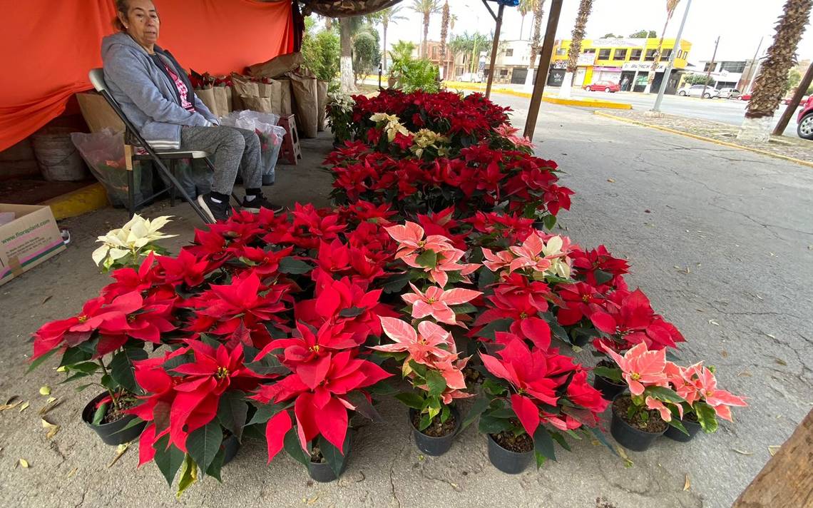 Comerciantes de flores 'Noche Buena' esperan que haya buenas ventas - El  Sol de la Laguna | Noticias Locales, Policiacas, sobre México, Coahuila y  el Mundo