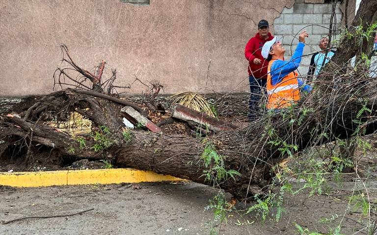 Atienden Ecología, Protección Civil y Servicios Públicos reportes de tala  de árboles en riesgo de colapso - El Sol de la Laguna | Noticias Locales,  Policiacas, sobre México, Coahuila y el Mundo